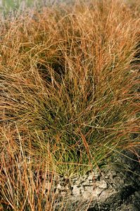 TUSSOCK